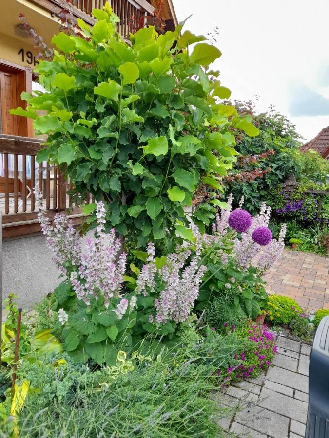 Harmonia Vendeghaz 100 Meterre Az Igali Gyogyfuerdotol Apartment Exterior foto