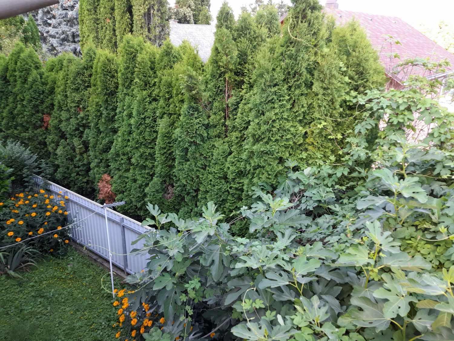Harmonia Vendeghaz 100 Meterre Az Igali Gyogyfuerdotol Apartment Exterior foto